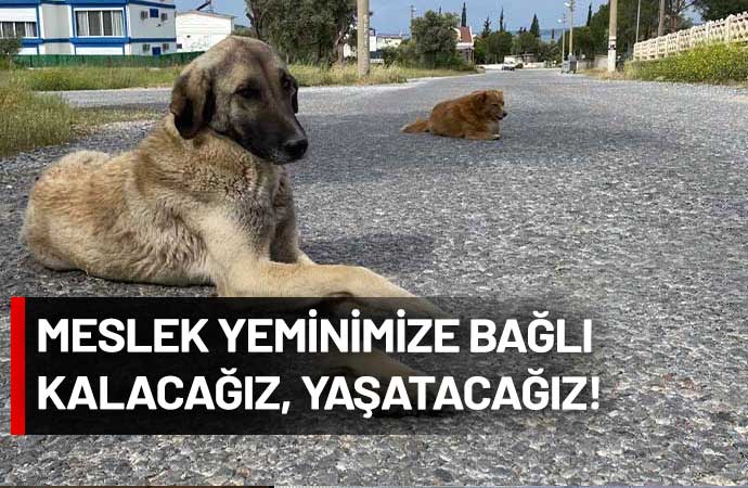 Veterinerler ‘uyutma’ yasasına uymayacaklarını açıklayıp, çözüm önerilerini sıraladı