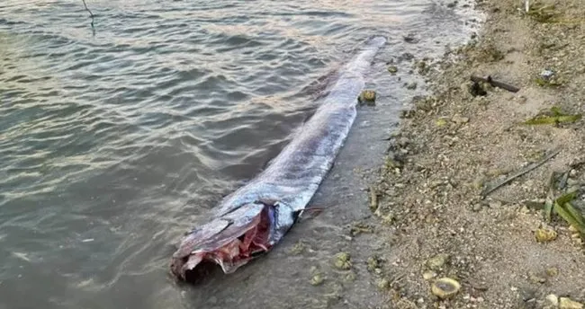 ‘Kıyamet Balığı’ depremin habercisi mi?