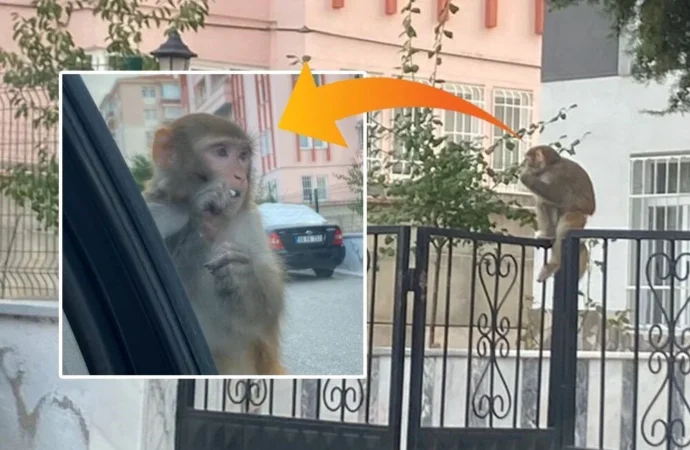 Çorum’da evden kaçan maymun genç kızı ısırdı