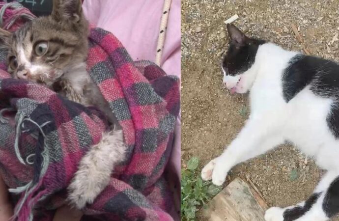 Kadıköy’de çok sayıda kedi ve köpek zehirlenerek öldürüldü