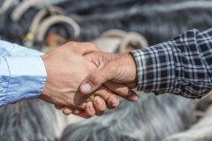 Satılamayan Kurbanlıkları Et Ve Süt Kurumu Alacak